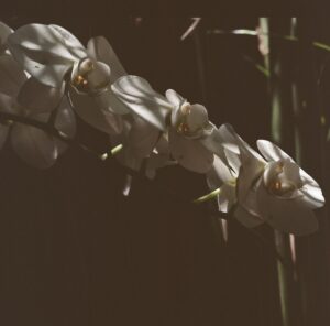 Orchids