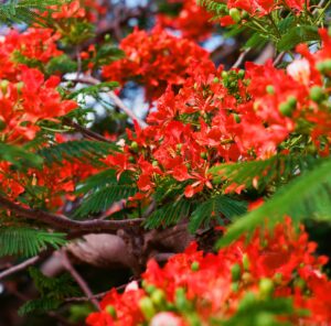 Poinciana