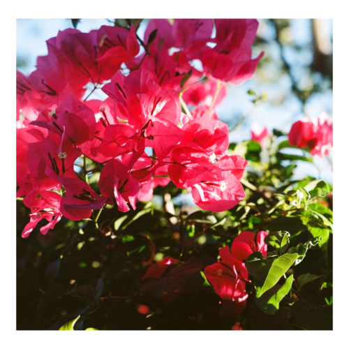 BOUGAINVILLEA 500x500 c -