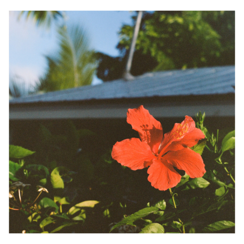 HIBISCUS 500x500 c -