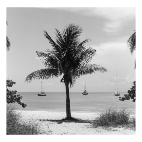 MIAMI PALMS 500x500 c -