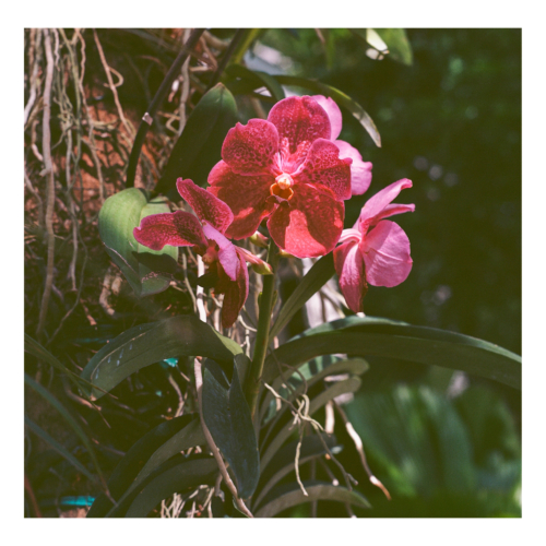 PINK ORCHID 500x500 c -