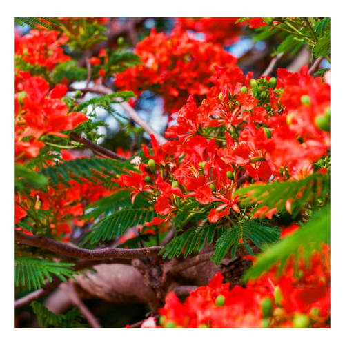 POINCIANA 1 500x500 c -