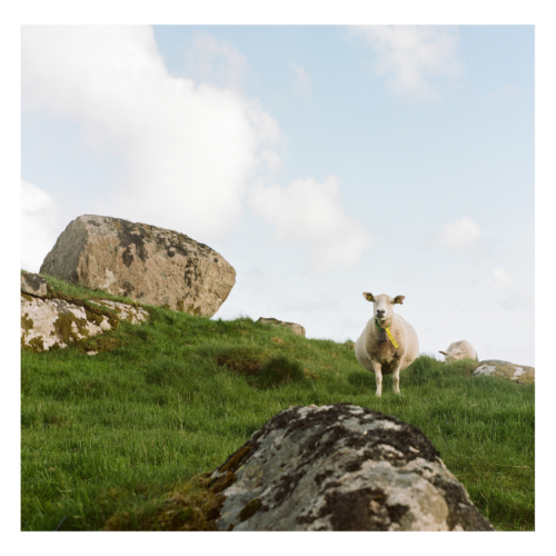 SHEEP 2 500x500 c -