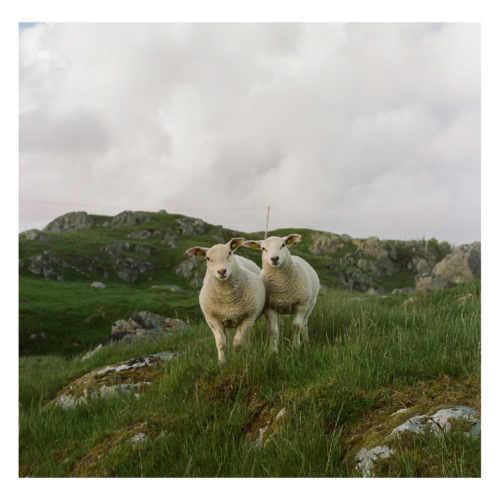 SHEEPS 3 500x500 c -