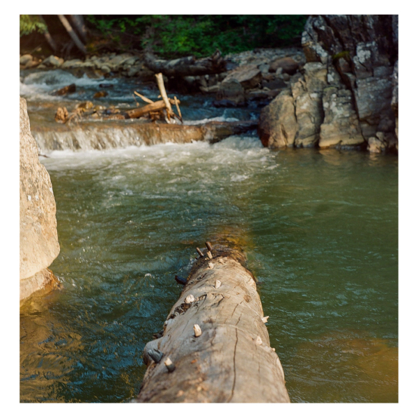 TREE DIP 600x600 c -