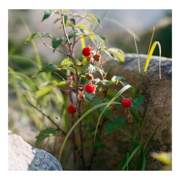 wild raspberries 1 600x600 c -